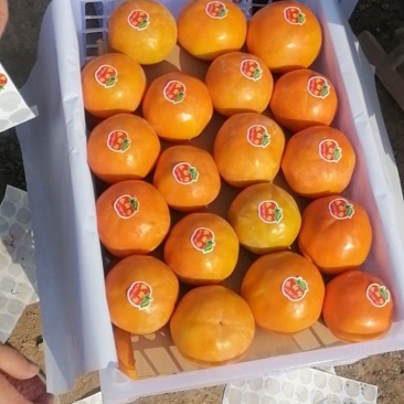 阳丰脆柿，大量现货