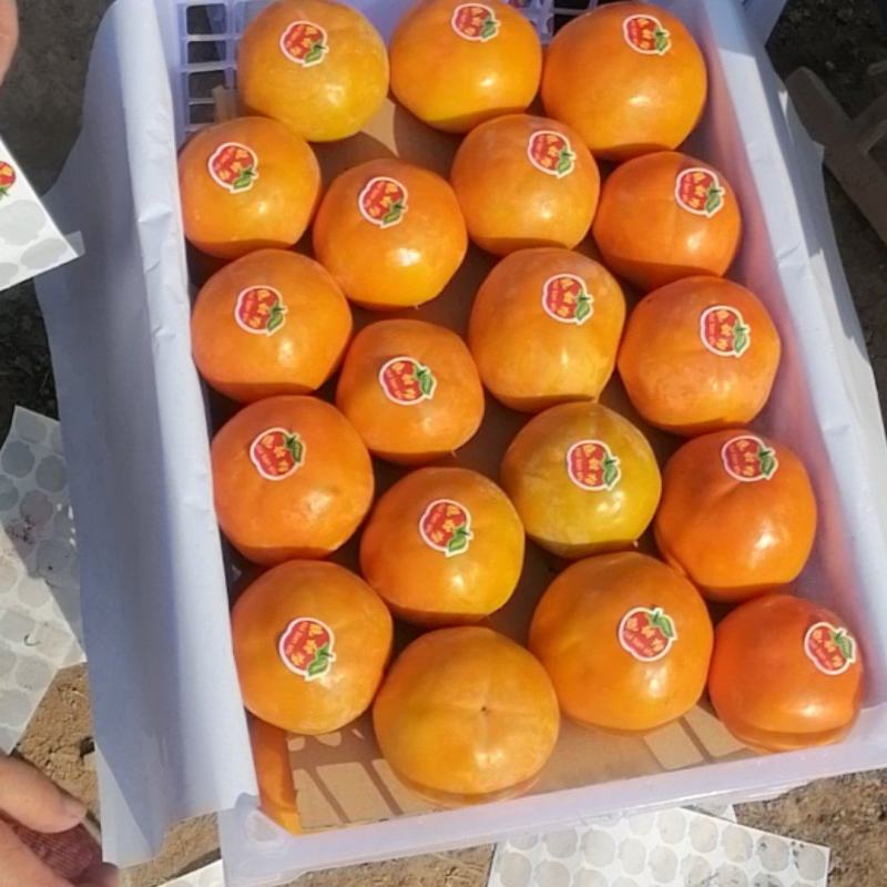 阳丰脆柿，大量现货