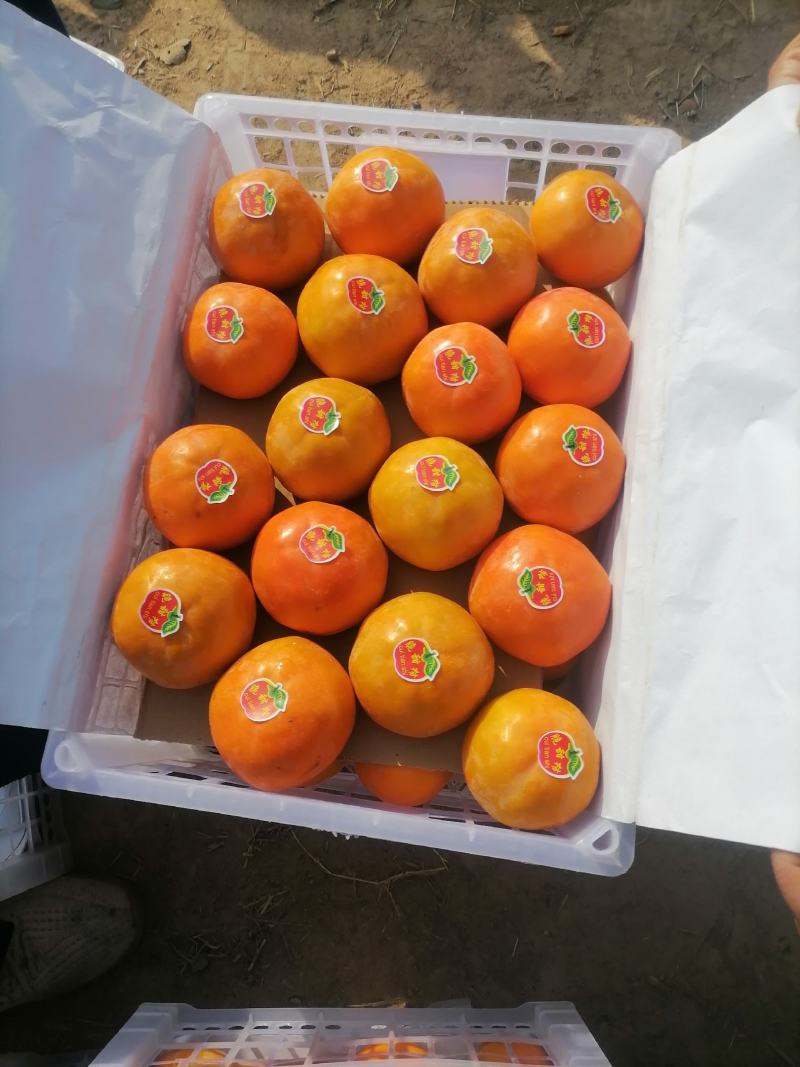 阳丰脆柿，大量现货