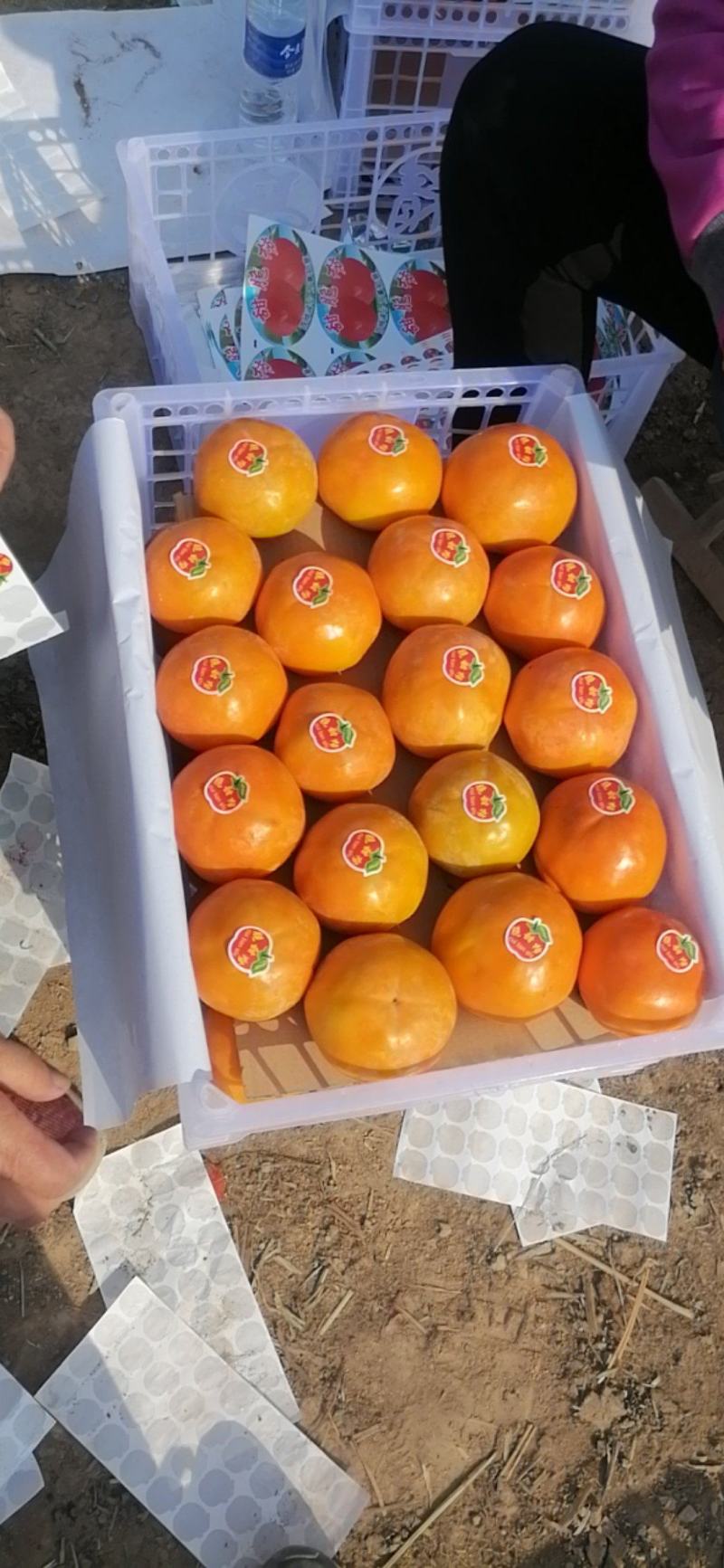 阳丰脆柿，大量现货