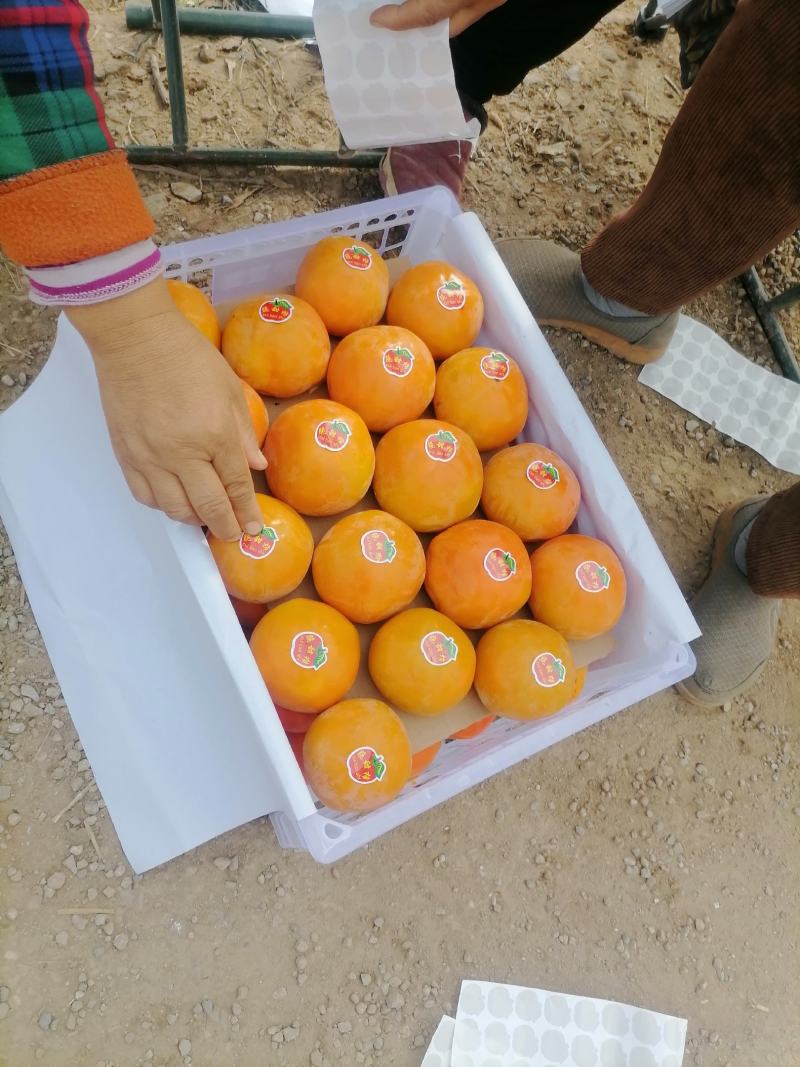 阳丰脆柿，大量现货