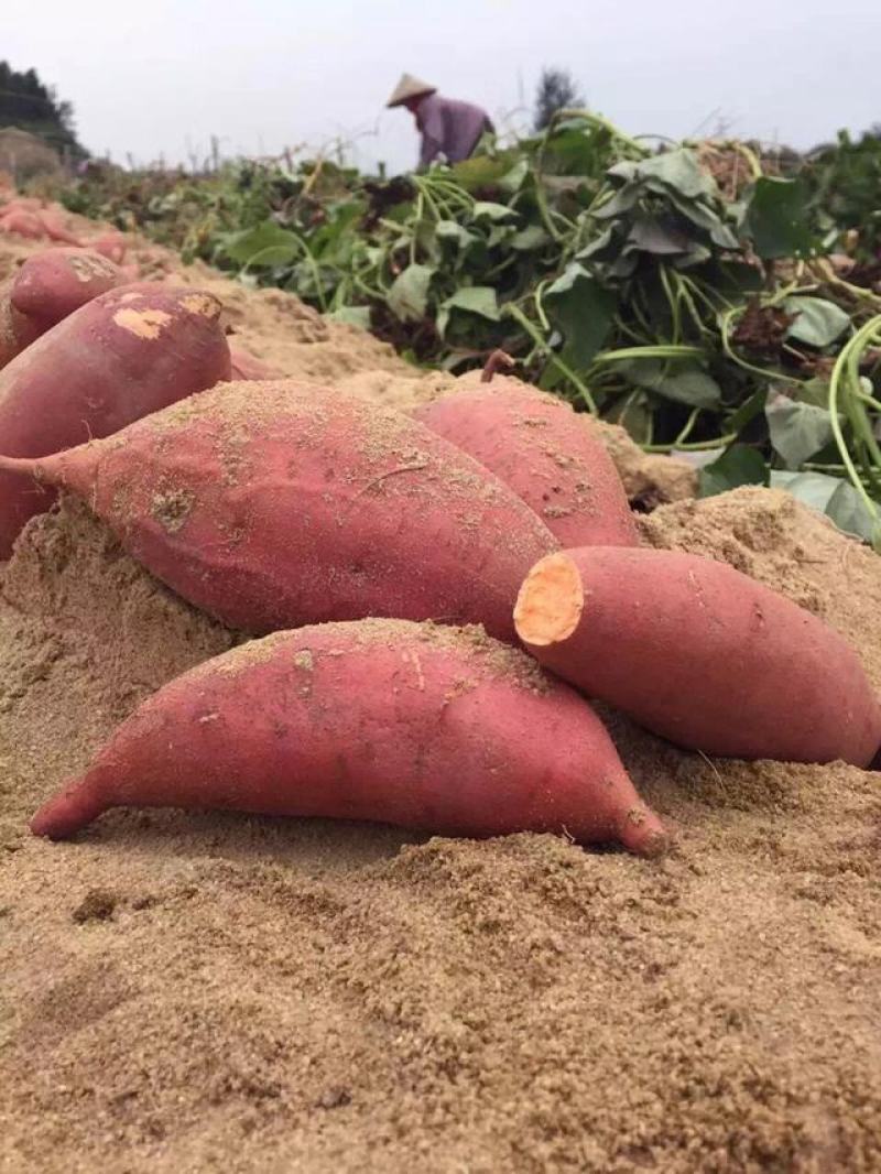 红薯