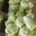 夏阳白菜山东白菜新鲜白菜大量有货欢迎联系