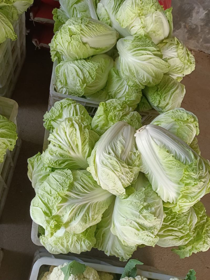 夏阳白菜山东白菜新鲜白菜大量有货欢迎联系