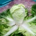 夏阳白菜山东白菜新鲜白菜大量有货欢迎联系