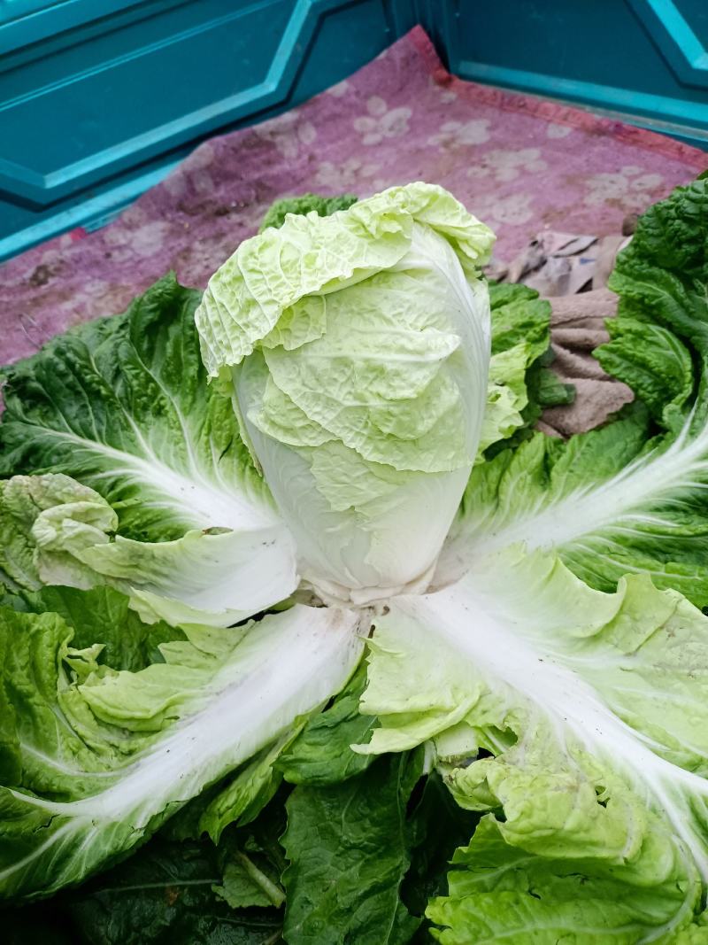 夏阳白菜山东白菜新鲜白菜大量有货欢迎联系