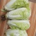 夏阳白菜山东白菜新鲜白菜大量有货欢迎联系