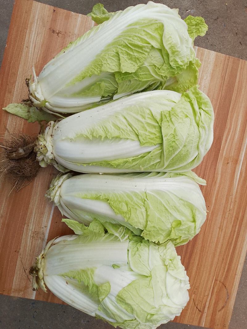 夏阳白菜山东白菜新鲜白菜大量有货欢迎联系