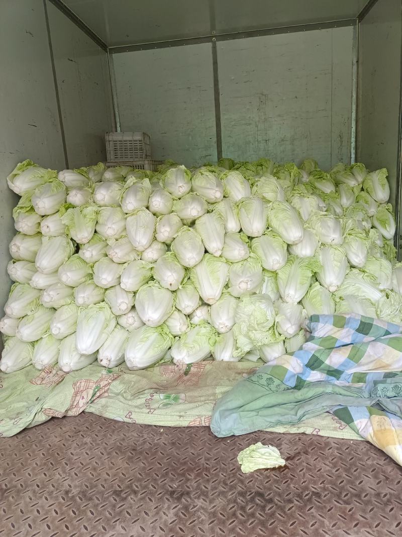 夏阳白菜山东白菜新鲜白菜大量有货欢迎联系