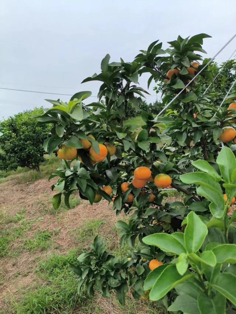 四川金秋砂糖橘大量出货中