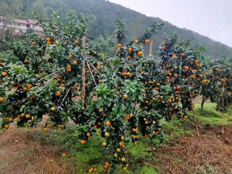 四川金秋砂糖橘大量出货中