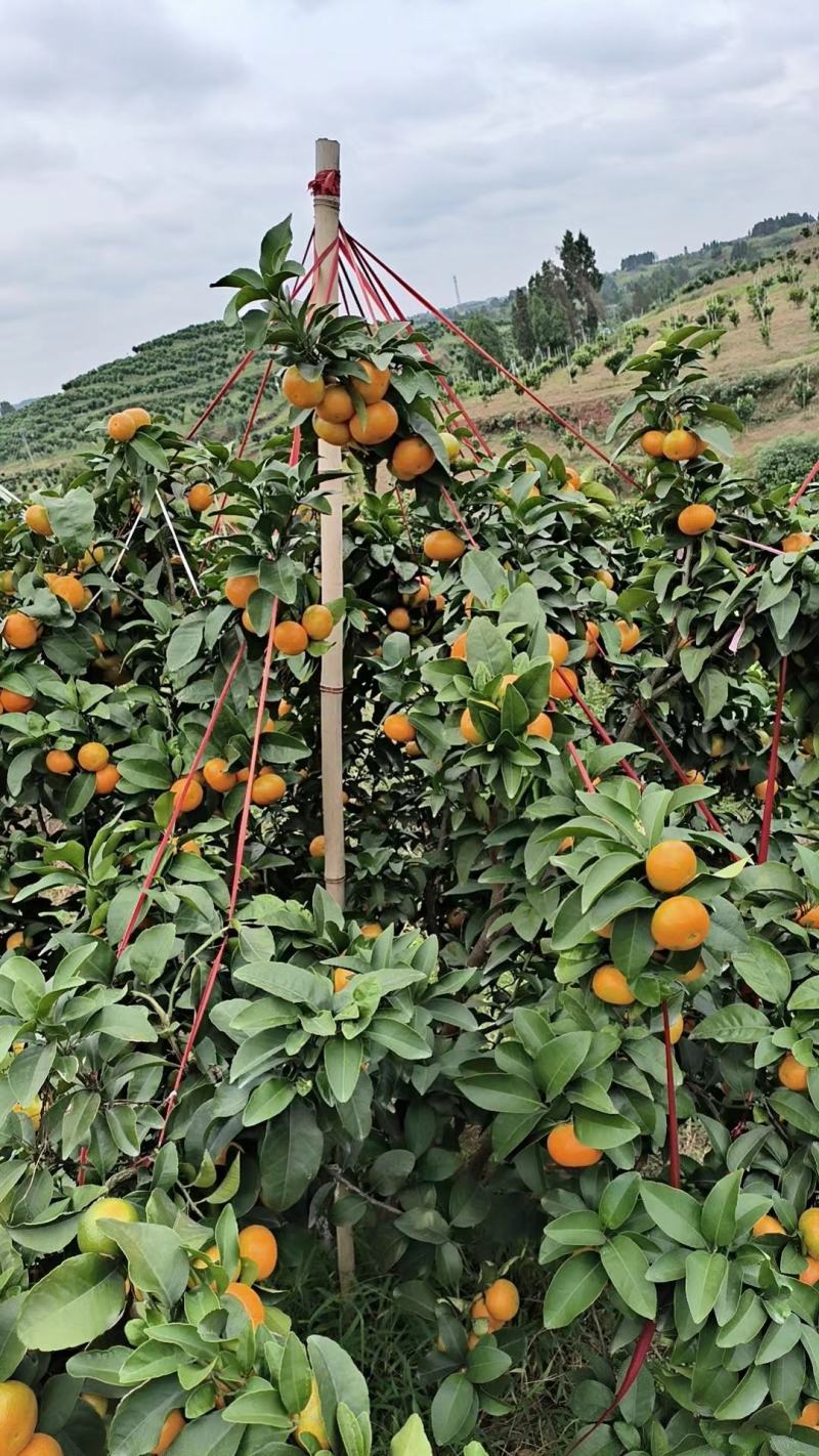 四川金秋砂糖橘大量出货中