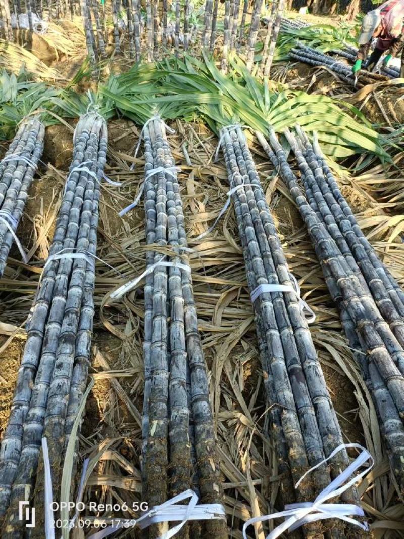 广西甘蔗价格便宜质量好需要的联系我