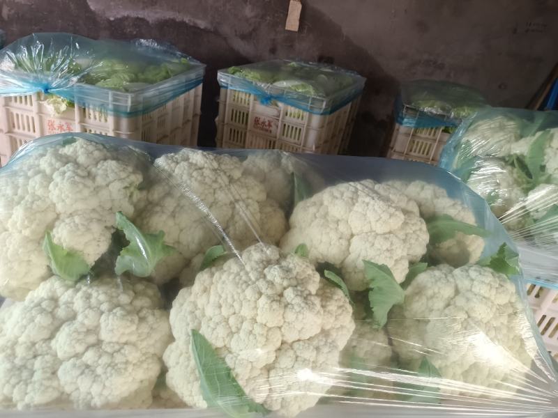 山东淄博高青有机菜花