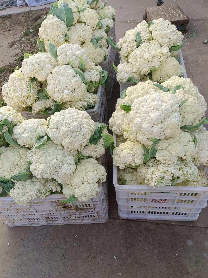 山东淄博高青有机菜花
