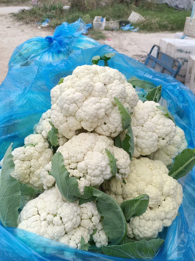 山东淄博高青有机菜花