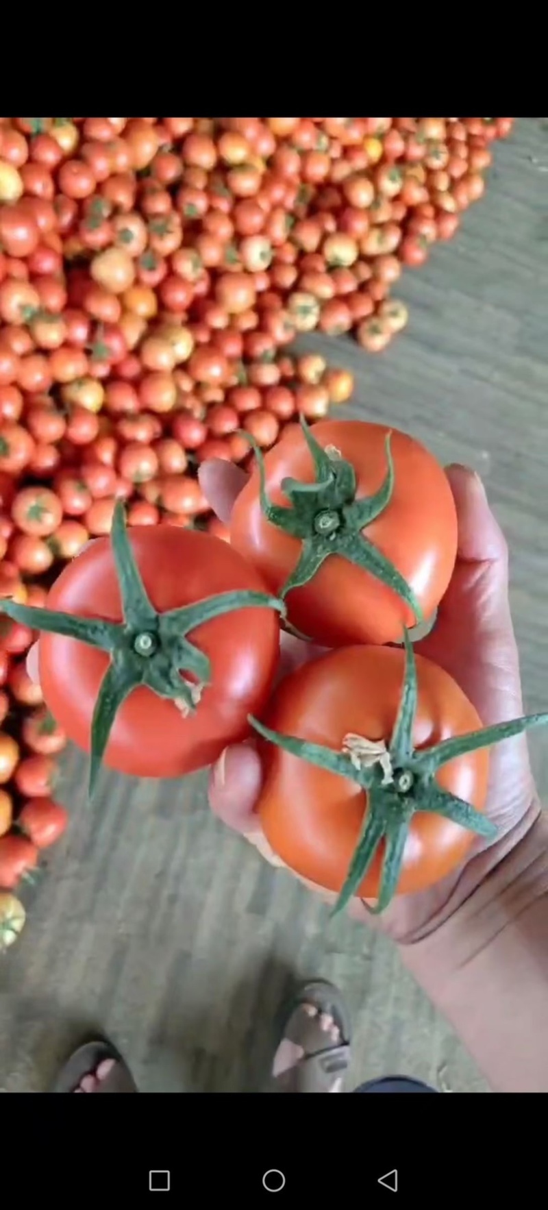 8107大红番茄🍅云南蒙自欢迎联系多少都可批