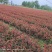红叶石楠杯苗，苗圃基地常年大量出售大杯，小杯红叶石楠苗