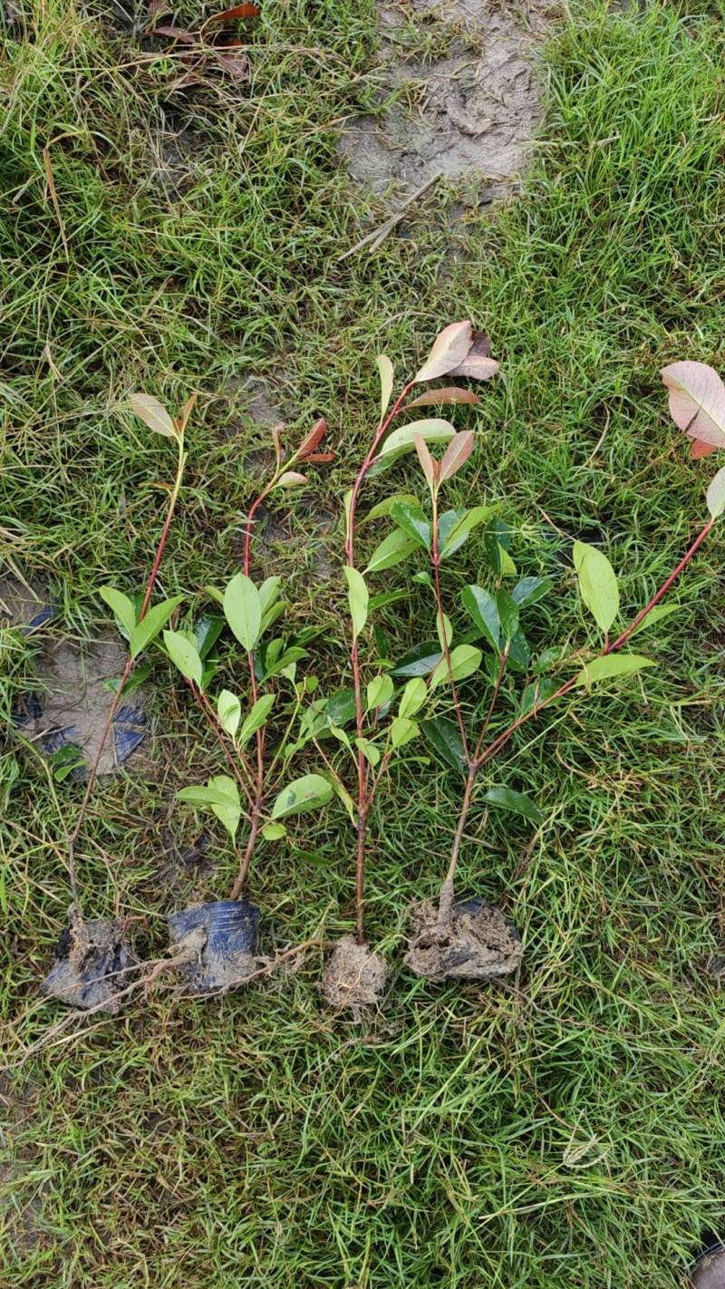 红叶石楠杯苗，苗圃基地常年大量出售大杯，小杯红叶石楠苗