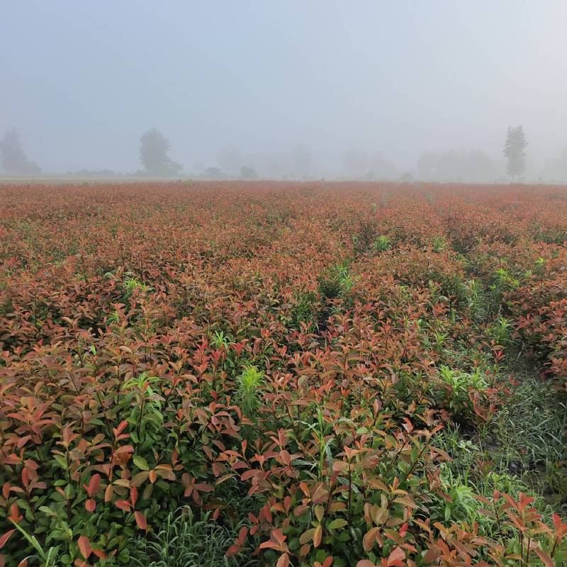 红叶石楠杯苗，苗圃基地常年大量出售大杯，小杯红叶石楠苗