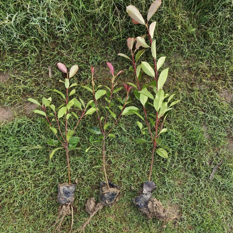 红叶石楠杯苗，苗圃基地常年大量出售大杯，小杯红叶石楠苗