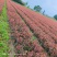红叶石楠杯苗，苗圃基地常年大量出售大杯，小杯红叶石楠苗