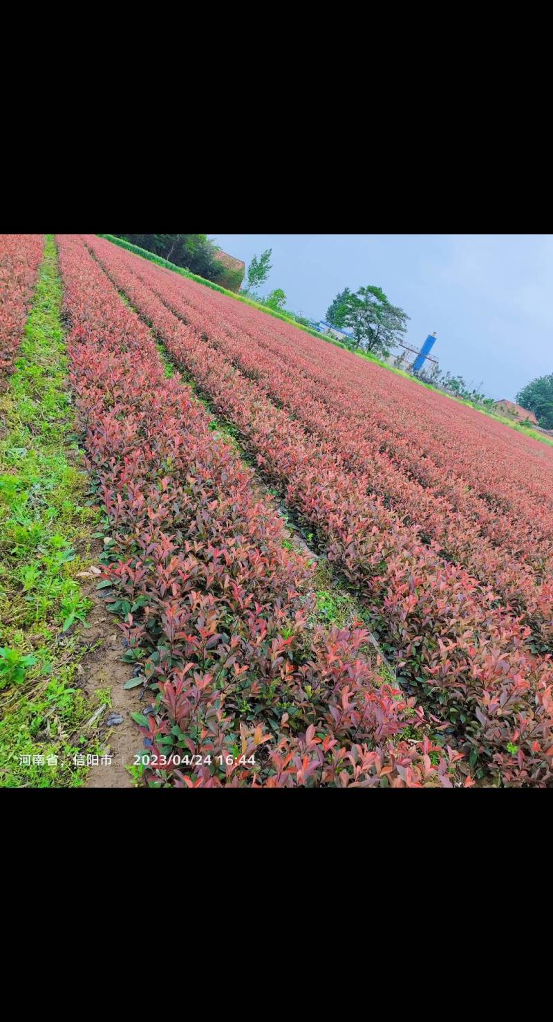 红叶石楠杯苗，苗圃基地常年大量出售大杯，小杯红叶石楠苗