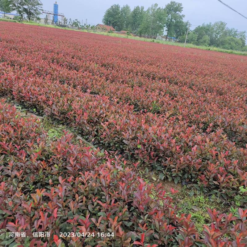 红叶石楠杯苗，苗圃基地常年大量出售大杯，小杯红叶石楠苗