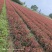 红叶石楠杯苗，苗圃基地常年大量出售大杯，小杯红叶石楠苗