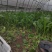 【新鲜上市】广东菜心鲜嫩清甜菜心菜苔绿叶对接商超市场