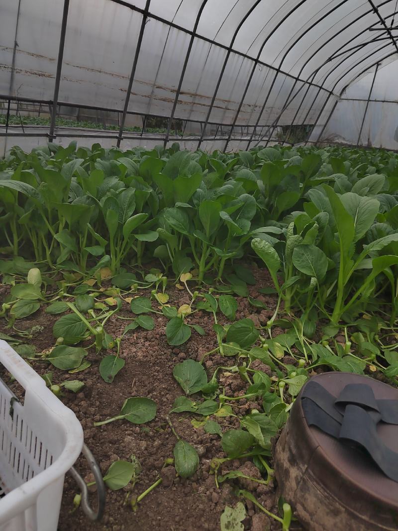 【新鲜上市】广东菜心鲜嫩清甜菜心菜苔绿叶对接商超市场