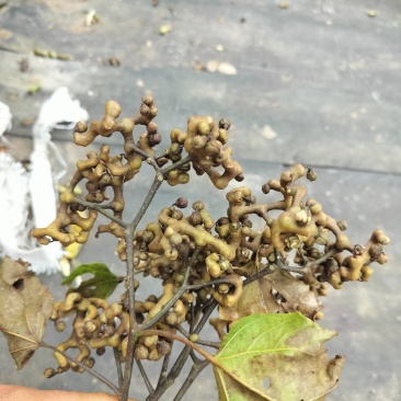 大量供应枴枣