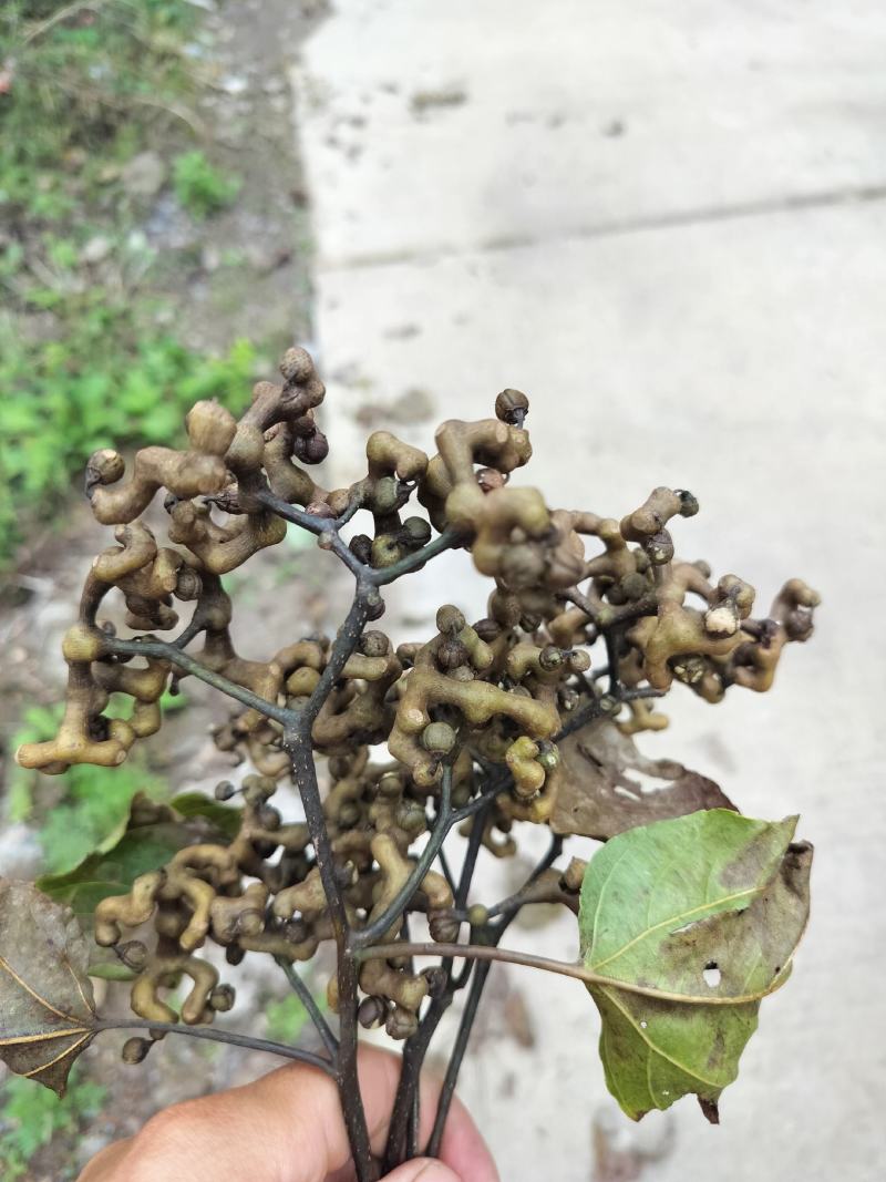大量供应枴枣