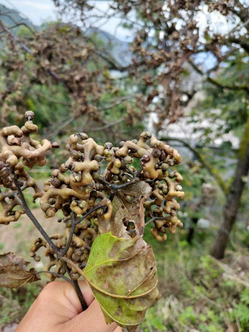 大量供应枴枣