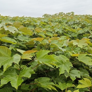 千年桐造林苗基地批发，买油桐树苗，就找重庆俊尧