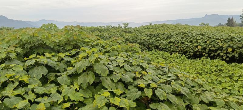 千年桐造林苗基地批发，买油桐树苗，就找重庆俊尧