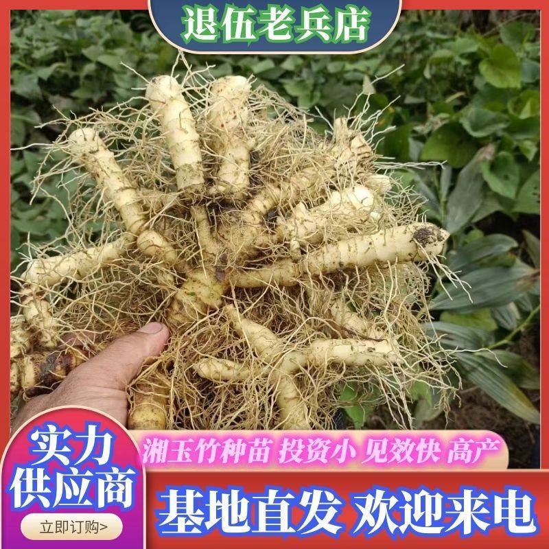 湘玉竹种苗投资小见效快退伍老兵用军人理念诚信经营欢迎来电