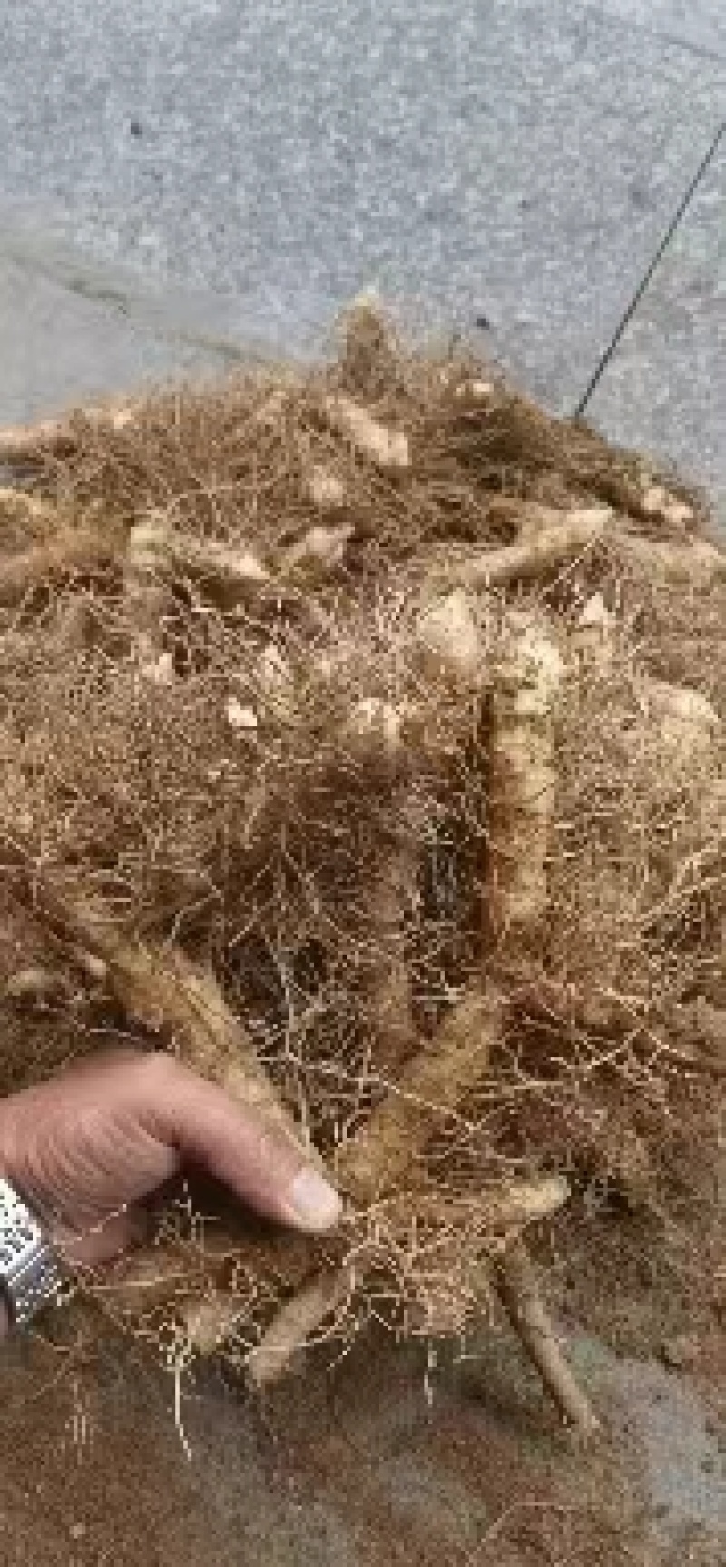 湘玉竹种苗投资小见效快退伍老兵用军人理念诚信经营欢迎来电