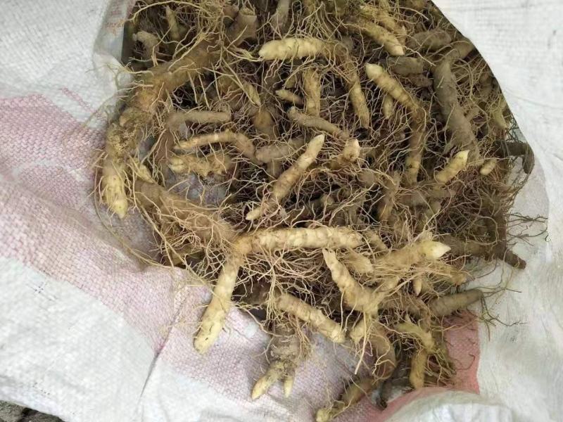 湘玉竹种苗投资小见效快退伍老兵用军人理念诚信经营欢迎来电