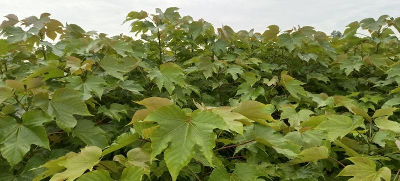 千年桐造林苗批发，买油桐苗请选择重庆俊尧专业油桐培育公司