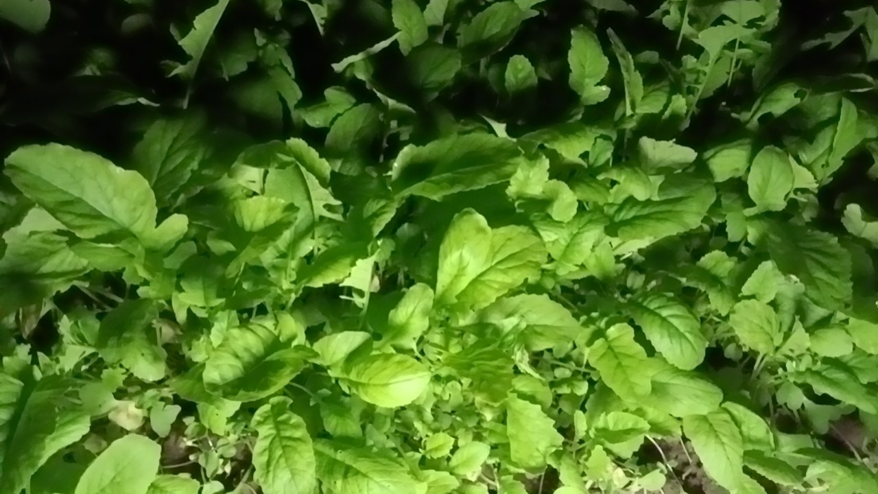 包菜与卷心菜对比图