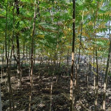 河北奥森苗圃场正在出售胸径3公分火炬垂柳数量200万株
