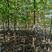 河北奥森苗圃场正在出售胸径3公分火炬垂柳数量200万株