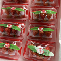 徐州草莓即将大量上市，欢迎全国的批发商，电商。前来合作