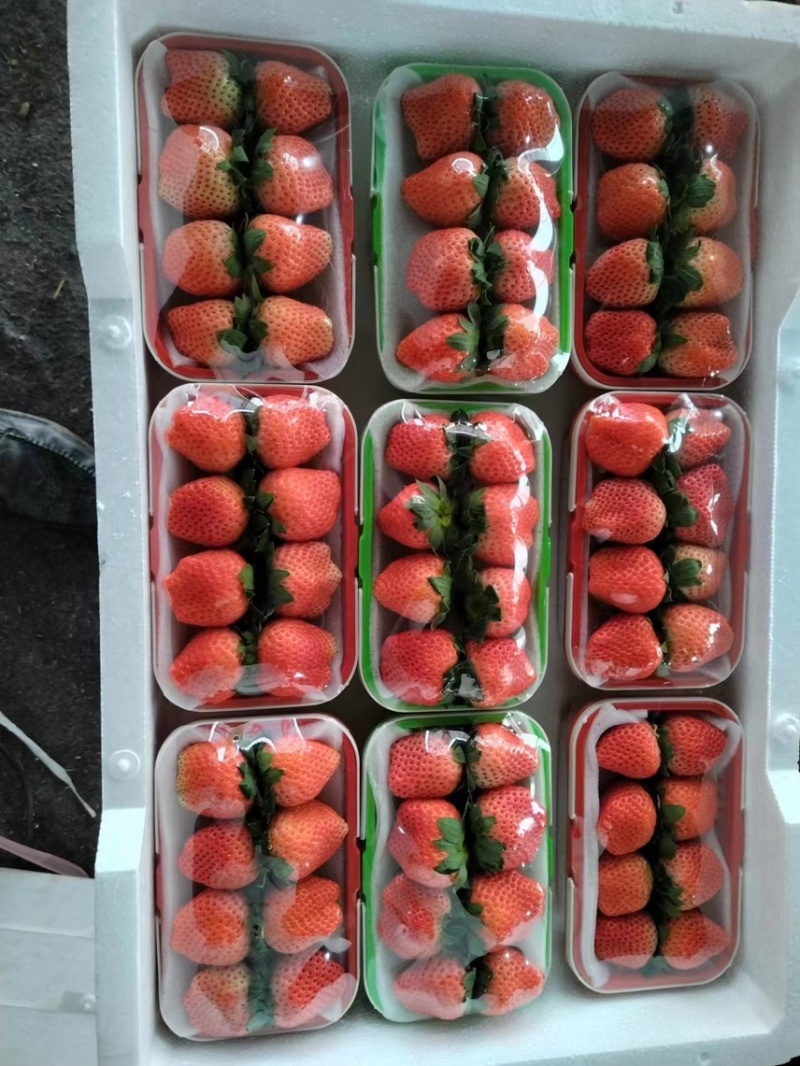 徐州草莓即将大量上市，欢迎全国的批发商，电商。前来合作