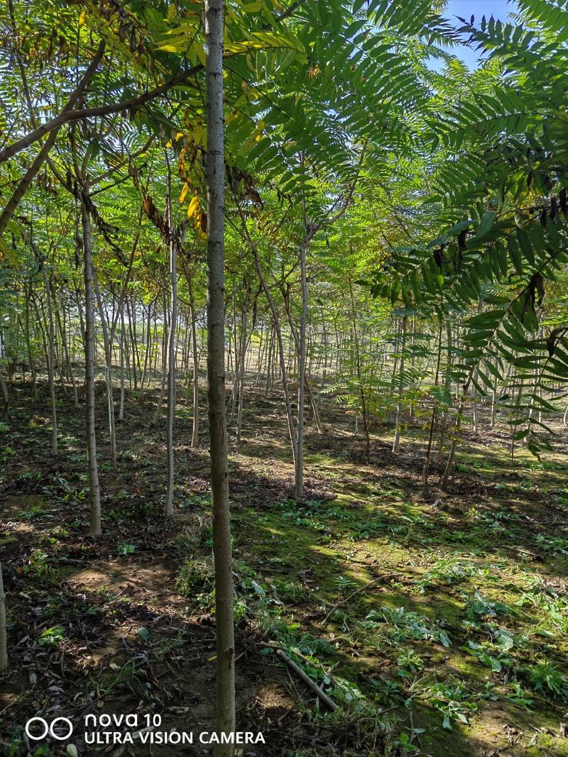 河北奥森苗圃场正在出售胸径3公分火炬垂柳数量200万株