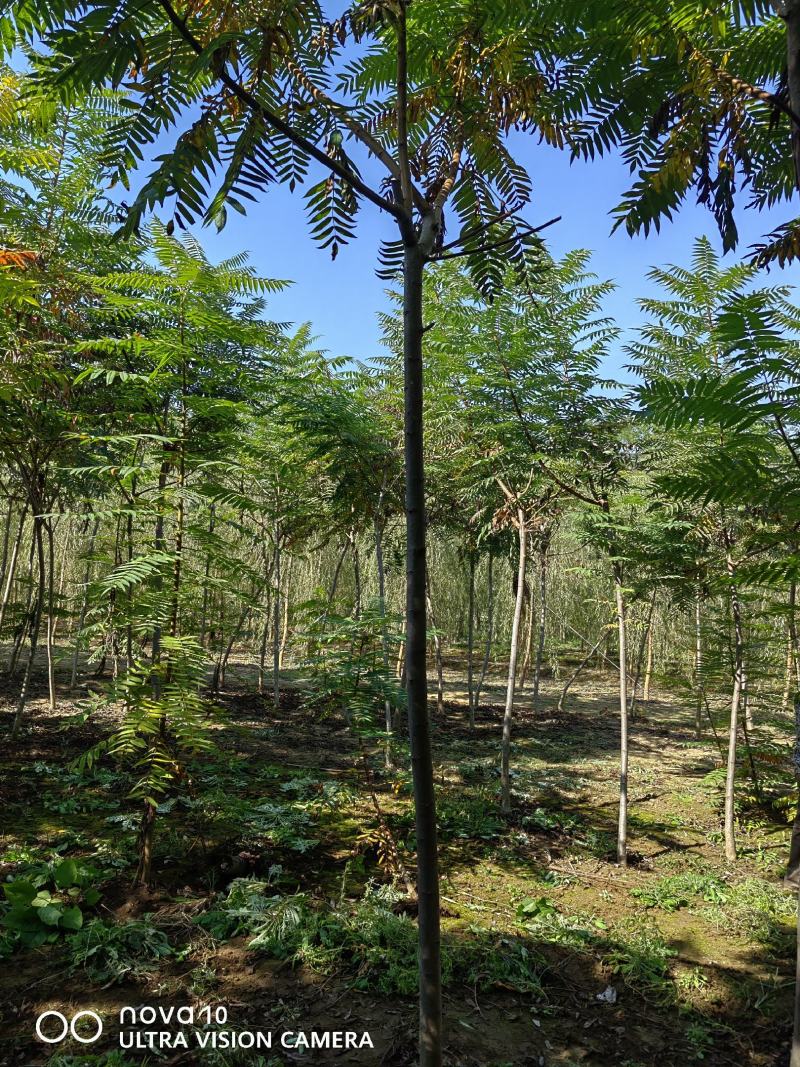 河北奥森苗圃场正在出售胸径3公分火炬垂柳数量200万株