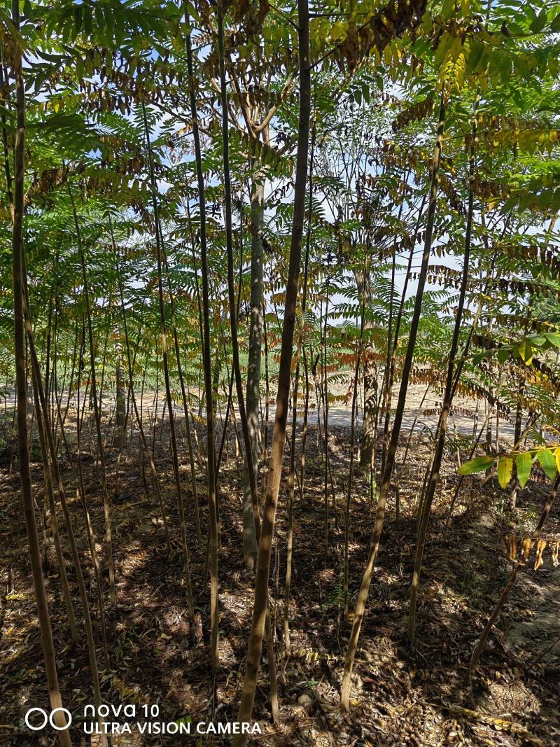 河北奥森苗圃场正在出售胸径3公分火炬垂柳数量200万株