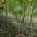 河北奥森苗圃场正在出售胸径3公分火炬垂柳数量200万株