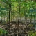 河北奥森苗圃场正在出售胸径3公分火炬垂柳数量200万株